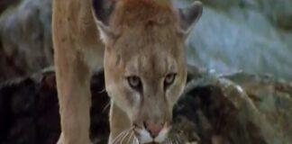 L’Ours (1988) – The Cougar Scene