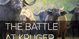 The Battle at Kruger