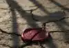 How Iran Was Set Up: A broken diplomatic wax seal lying on dry, cracked ground, symbolizing broken international agreements.